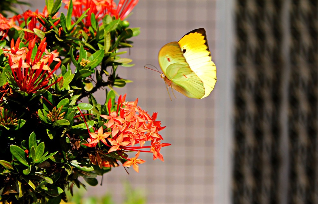 Brimstone butterfly. Image by Gadini via pixabay